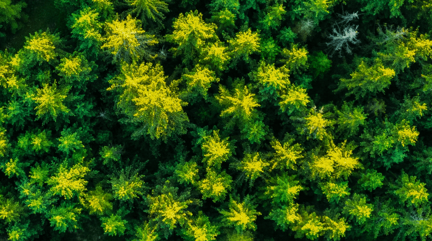 Overhead Forest View Mobile